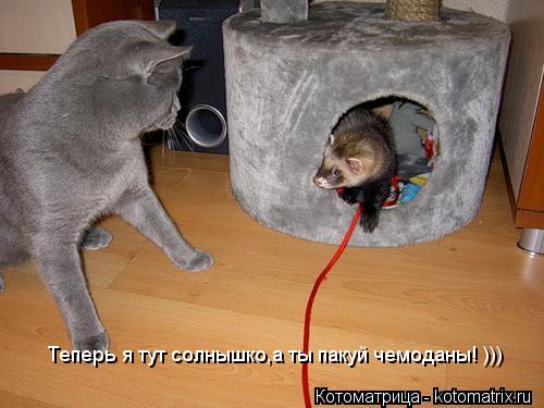 Теперь я тут солнышко,а ты пакуй чемоданы! )))... Котоматрица: Теперь я тут солнышко,а ты пакуй чемоданы! )))