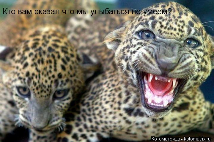 Котоматрица: Кто вам сказал что мы улыбаться не умеем?
