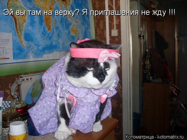 Эй вы там на верху? Я приглашения не жду !!!... Котоматрица: Эй вы там на верху? Я приглашения не жду !!!