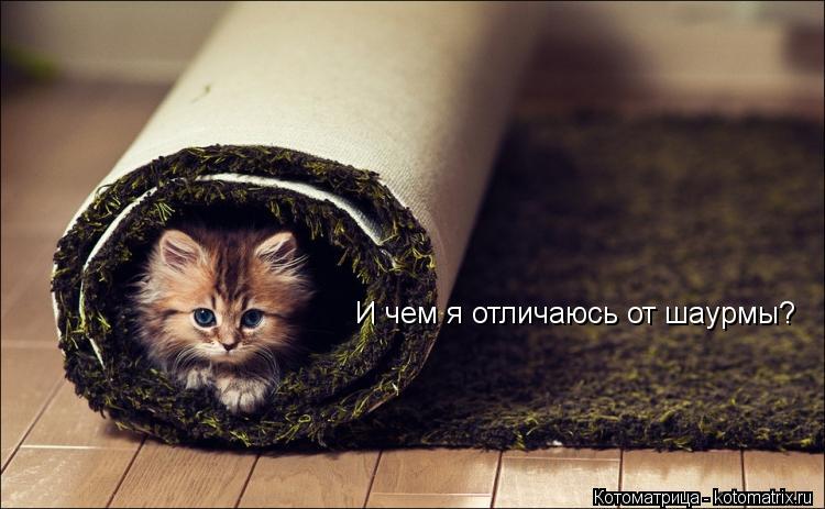 Котоматрица: И чем я отличаюсь от шаурмы?