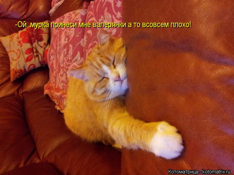 -Ой мурка принеси мне валерянки а то всовсем плохо!... Котоматрица: -Ой мурка принеси мне валерянки а то всовсем плохо!