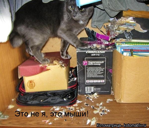 Котоматрица: Это не я, это мыши!