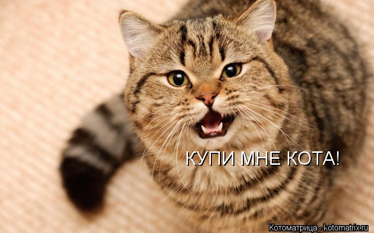 КУПИ МНЕ КОТА!... Котоматрица: КУПИ МНЕ КОТА!