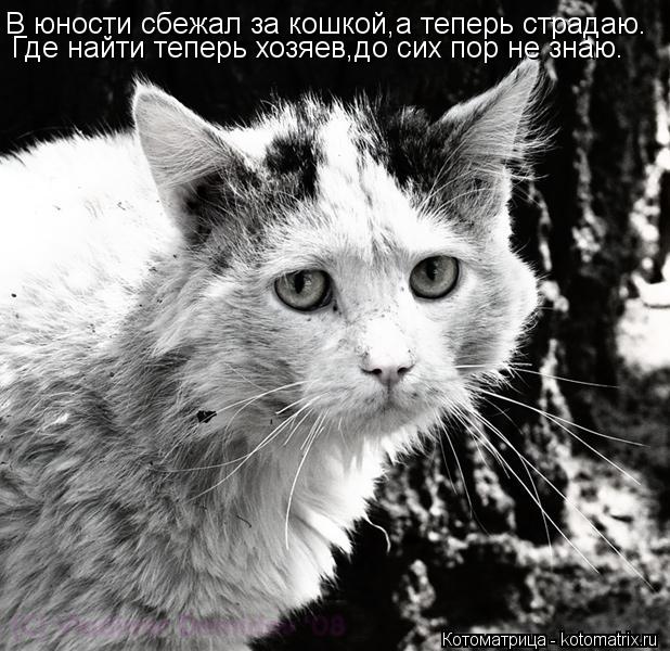 В юности сбежал за кошкой,а теперь страдаю. Где найти теперь хозяев,до сих пор не знаю.... Котоматрица: В юности сбежал за кошкой,а теперь страдаю. Где найти теперь хозяев,до сих пор не знаю.