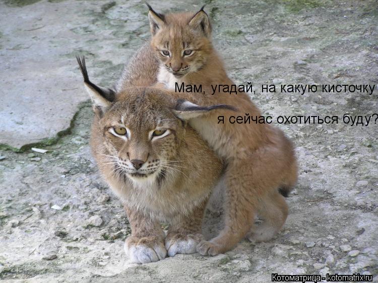 http://kotomatrix.ru/images/lolz/2013/07/21/kotomatritsa_FN.jpg