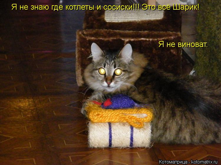 Котоматрица: Я не знаю где котлеты и сосиски!!! Это всё Шарик! Я не виноват.