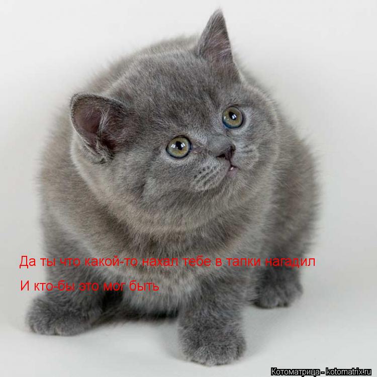 Котоматрица: Да ты что какой-то нахал тебе в тапки нагадил И кто-бы это мог быть
