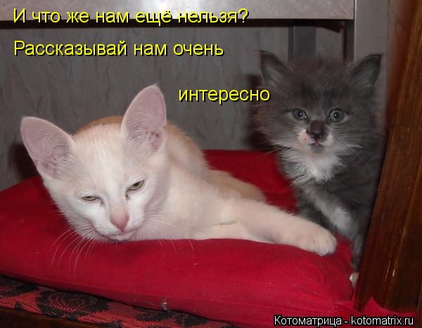 Котоматрица: И что же нам ещё нельзя? Рассказывай нам очень интересно