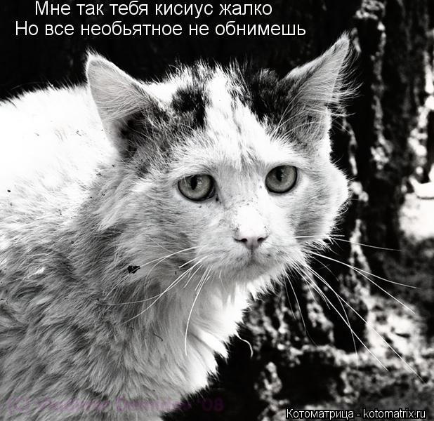 Мне так тебя кисиус жалко Но все необьятное не обнимешь... Котоматрица: Мне так тебя кисиус жалко Но все необьятное не обнимешь