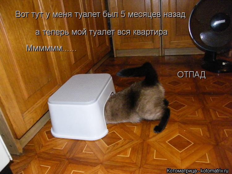 Котоматрица: Вот тут у меня туалет был 5 месяцев назад а теперь мой туалет вся квартира Мммммм...... ОТПАД