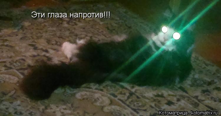Эти глаза напротив!!!... Котоматрица: Эти глаза напротив!!!