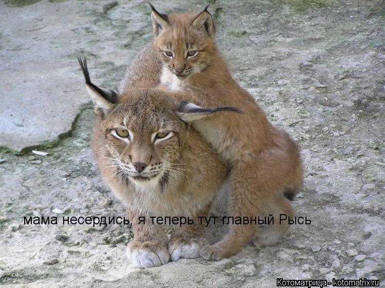 мама несердись, я теперь тут главный Рысь... Котоматрица: мама несердись, я теперь тут главный Рысь