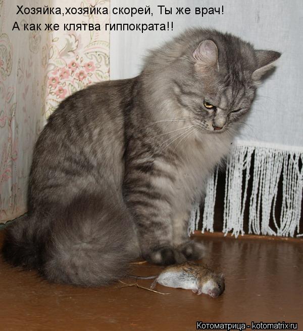 Хозяйка,хозяйка скорей, Ты же врач! А как же клятва гиппократа!!... Котоматрица: Хозяйка,хозяйка скорей, Ты же врач! А как же клятва гиппократа!!