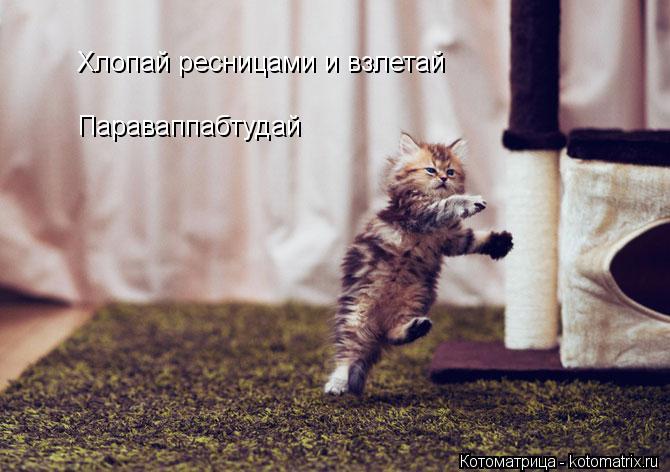 Котоматрица: Хлопай ресницами и взлетай Параваппабтудай