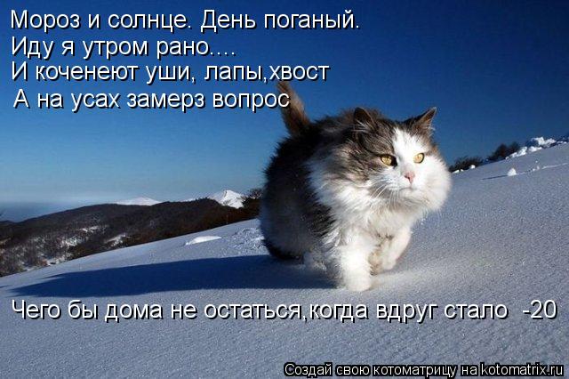 Мороз и солнце. День поганый. Иду я утром рано.... И коченеют уши, лапы,хвост А на усах замерз вопрос... Котоматрица: Мороз и солнце. День поганый. Иду я утром рано.... И коченеют уши, лапы,хвост А на усах замерз вопрос Чего бы дома не остаться,когда вдруг стало
