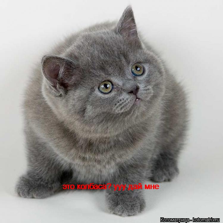 Котоматрица: это колбаса? ууу дай мне это колбаса? ууу дай мне
