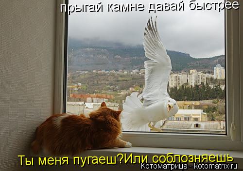 прыгай камне давай быстрее Ты меня пугаеш?Или соблозняешь... Котоматрица: прыгай камне давай быстрее Ты меня пугаеш?Или соблозняешь