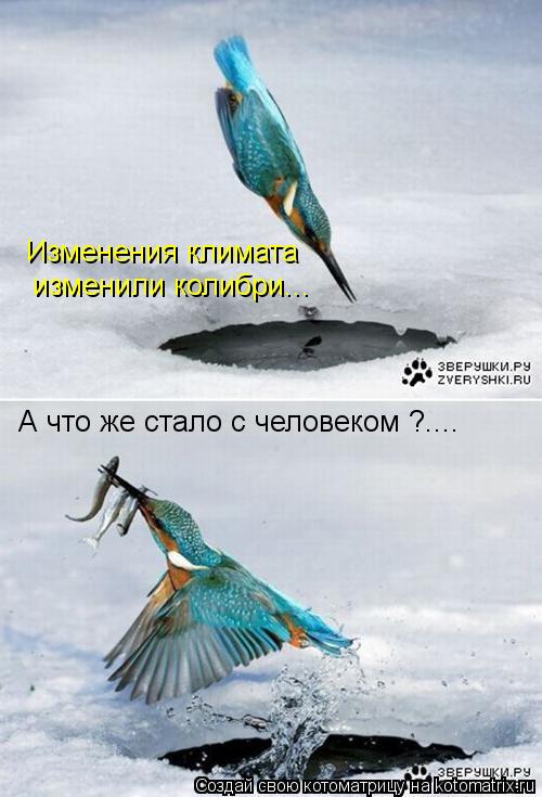 Изменения климата изменили колибри... А что же стало с человеком ?....... Котоматрица: Изменения климата изменили колибри... А что же стало с человеком ?....