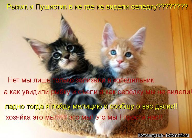 Рыжик и Пушистик в не где не видели селёдку???????? ладно тогда я пойду мелицию и сообщу о вас двоих!... Котоматрица: Рыжик и Пушистик в не где не видели селёдку???????? ладно тогда я пойду мелицию и сообщу о вас двоих!! а как увидили рыбку и съели а как селёдку м