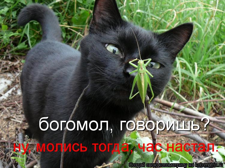 богомол, говоришь? ну, молись тогда, час настал.... Котоматрица: богомол, говоришь? ну, молись тогда, час настал.