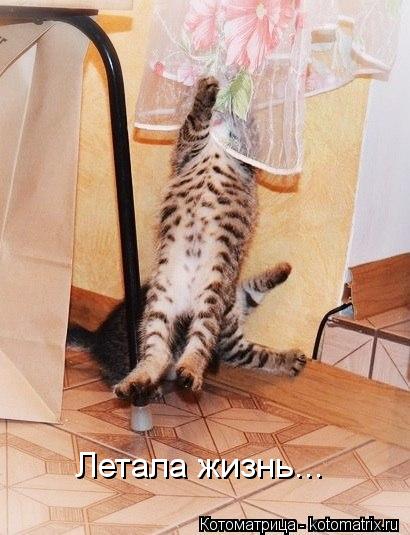 Летала жизнь...... Котоматрица: Летала жизнь...
