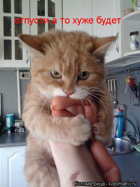 Котоматрица: отпусти а то хуже будет