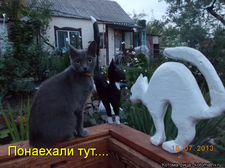 Понаехали тут....... Котоматрица: Понаехали тут....