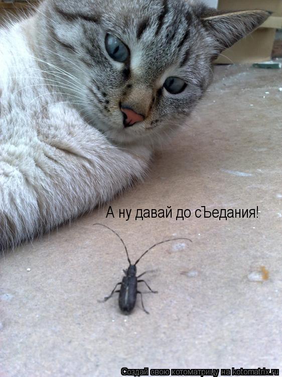 А ну давай до сЪедания!... Котоматрица: А ну давай до сЪедания!