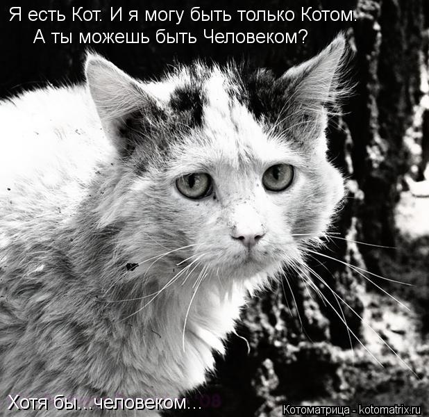 Я есть Кот. И я могу быть только Котом. А ты можешь быть Человеком? Хотя бы...человеком...... Котоматрица: Я есть Кот. И я могу быть только Котом. А ты можешь быть Человеком? Хотя бы...человеком...