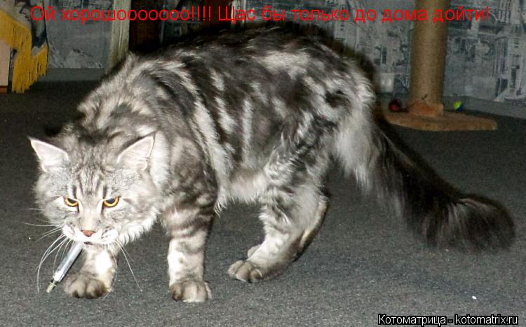 Ой хорошооооооо!!!! Щас бы только до дома дойти!... Котоматрица: Ой хорошооооооо!!!! Щас бы только до дома дойти!