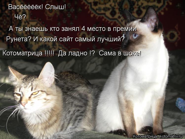 Котоматрица: Васёёёёёк! Слыш!  Чё? А ты знаешь кто занял 4 место в премии Рунета? И какой сайт самый лучший? Котоматрица !!!!!  Да ладно !?  Сама в шоке!