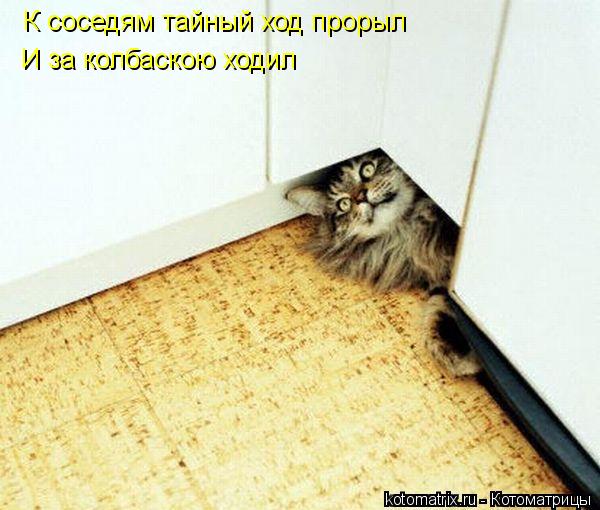 К соседям тайный ход прорыл И за колбаскою ходил... Котоматрица: К соседям тайный ход прорыл И за колбаскою ходил