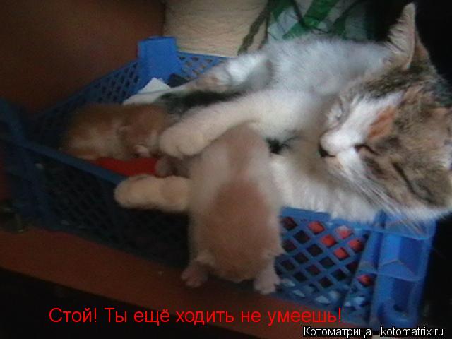Котоматрица: Стой! Ты ещё ходить не умеешь!