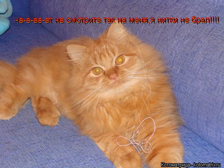не-е-ее-ет не смотрите так на меня,я нитки не брал!!!! не-е-ее-ет не смотрите так на меня,я нитки не ... Котоматрица: не-е-ее-ет не смотрите так на меня,я нитки не брал!!!! не-е-ее-ет не смотрите так на меня,я нитки не брал!!!! не-е-ее-ет не смотрите так на меня,я ни