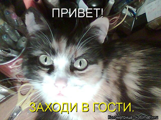 Котоматрица: ПРИВЕТ! ЗАХОДИ В ГОСТИ.