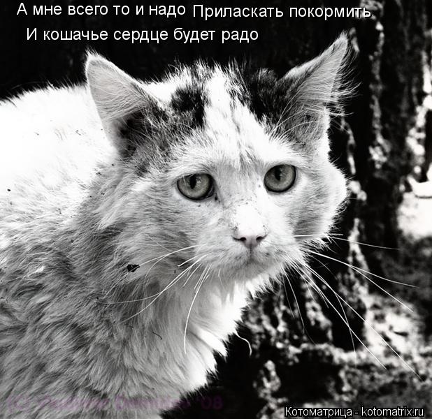 А мне всего то и надо Приласкать покормить И кошачье сердце будет радо... Котоматрица: А мне всего то и надо Приласкать покормить И кошачье сердце будет радо
