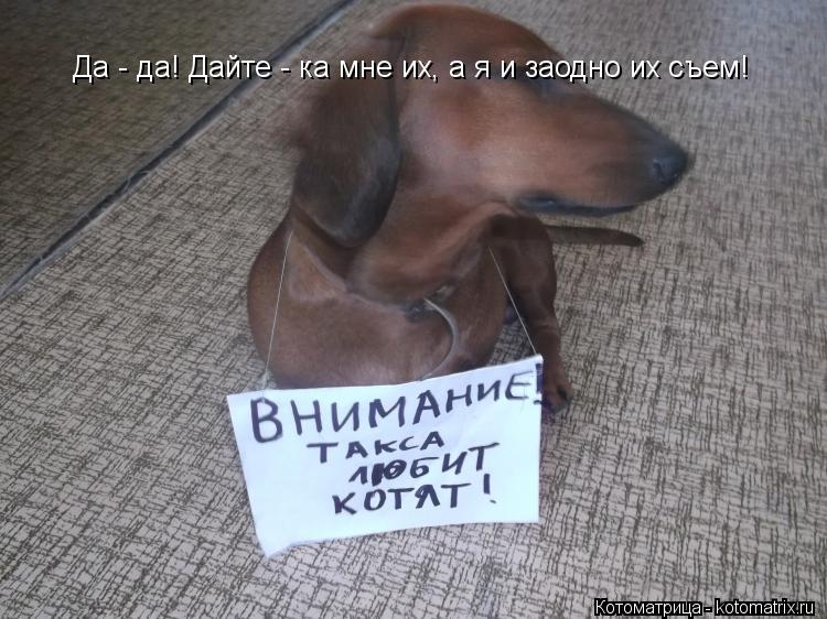 Да - да! Дайте - ка мне их, а я и заодно их съем!... Котоматрица: Да - да! Дайте - ка мне их, а я и заодно их съем!