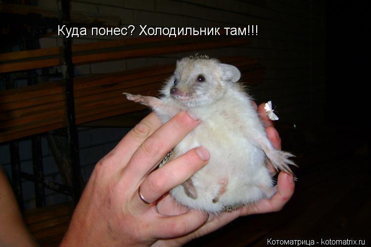 Котоматрица: Куда понес? Холодильник там!!!
