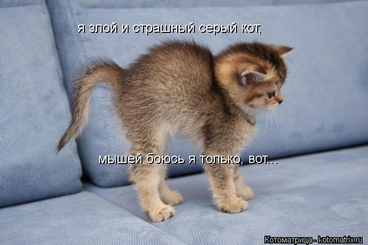 Котоматрица: я злой и страшный серый кот, мышей боюсь я только, вот...
