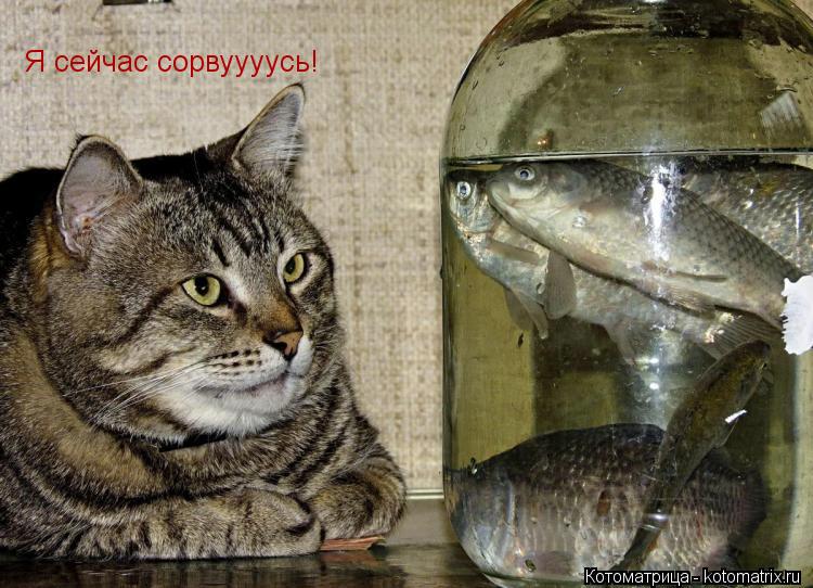 Я сейчас сорвуууусь!... Котоматрица: Я сейчас сорвуууусь!