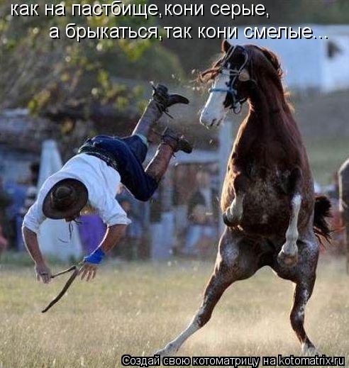как на пастбище,кони серые, а брыкаться,так кони смелые...... Котоматрица: как на пастбище,кони серые, а брыкаться,так кони смелые...