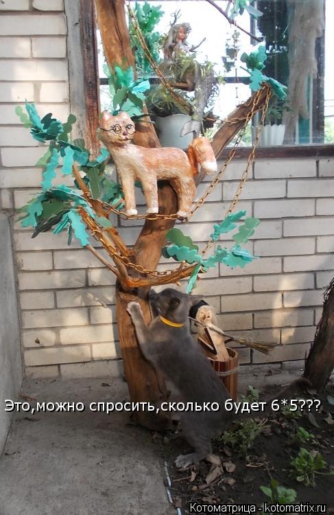 Это,можно спросить,сколько будет 6*5???... Котоматрица: Это,можно спросить,сколько будет 6*5???