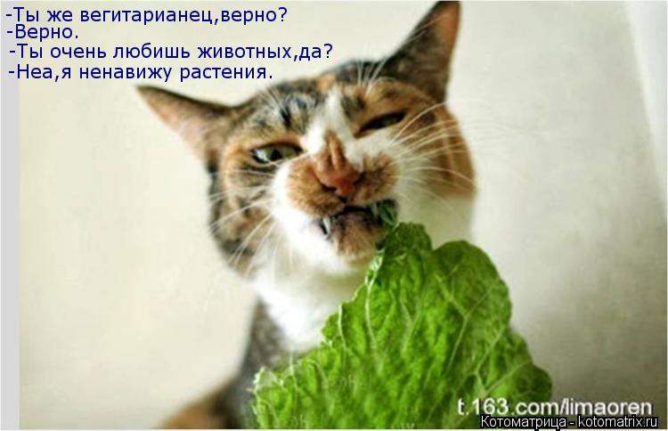 -Ты же вегитарианец,верно? -Верно. -Ты очень любишь животных,да? -Неа,я ненавижу растения.... Котоматрица: -Ты же вегитарианец,верно? -Верно. -Ты очень любишь животных,да? -Неа,я ненавижу растения.
