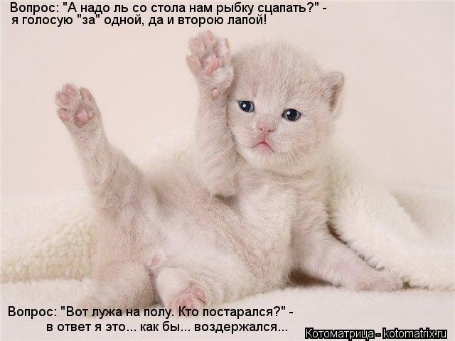 Вопрос: "А надо ль со стола нам рыбку сцапать?" - я голосую "за" одной, да и второю лапой! Вопрос: "В... Котоматрица: Вопрос: "А надо ль со стола нам рыбку сцапать?" - я голосую "за" одной, да и второю лапой! Вопрос: "Вот лужа на полу. Кто постарался?" - в ответ я эт