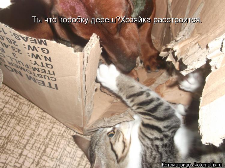 Ты что коробку дереш?Хозяйка расстроится.... Котоматрица: Ты что коробку дереш?Хозяйка расстроится.