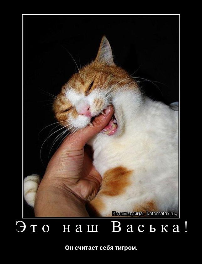 Это наш Васька! Он считает себя тигром.... Котоматрица: Это наш Васька! Он считает себя тигром.