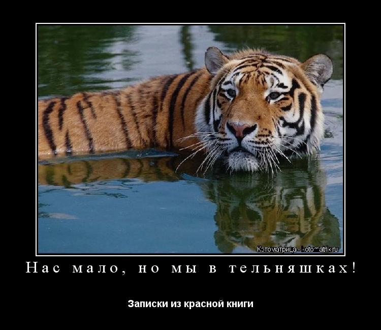 Нас мало, но мы в тельняшках! Записки из красной книги... Котоматрица: Нас мало, но мы в тельняшках! Записки из красной книги