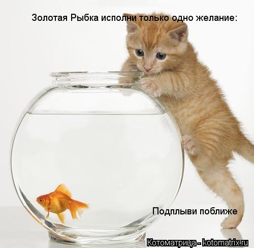 Золотая Рыбка исполни только одно желание: Подплыви поближе... Котоматрица: Золотая Рыбка исполни только одно желание: Подплыви поближе