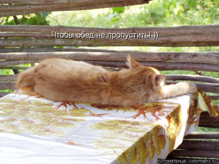 Чтобы обед не пропустить! ))... Котоматрица: Чтобы обед не пропустить! ))