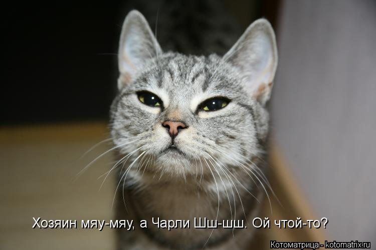 Хозяин мяу-мяу, а Чарли Шш-шш. Ой чтой-то?... Котоматрица: Хозяин мяу-мяу, а Чарли Шш-шш. Ой чтой-то?